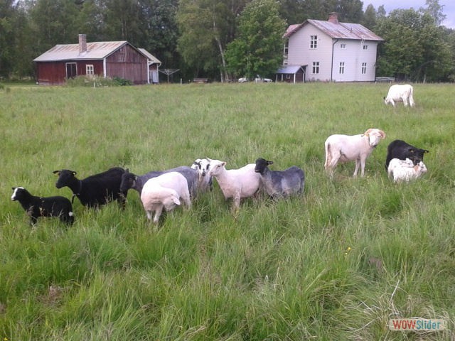 Betessläpp