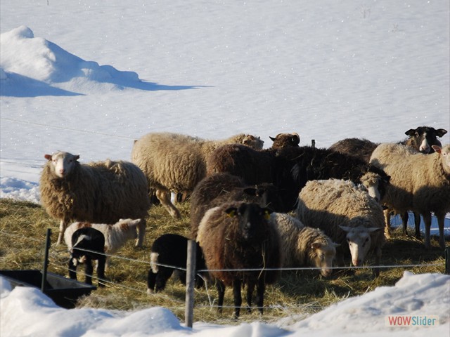 Får_i_snö