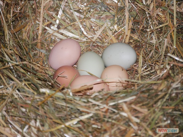 Hemägg