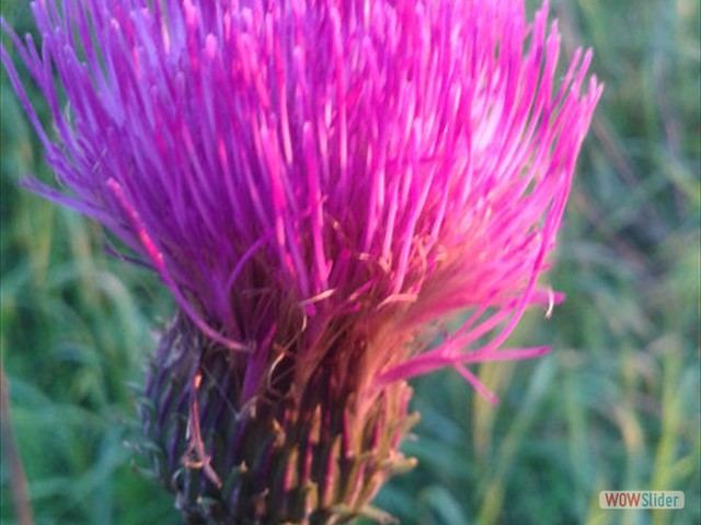 Kvällspromenad-1