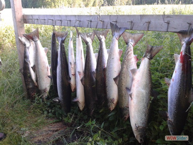 Laxfångst
