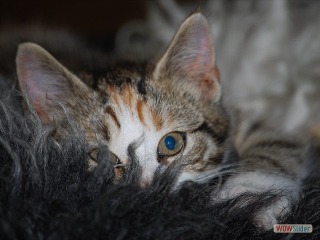 Tittut