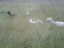 Får_i_högt_gräs